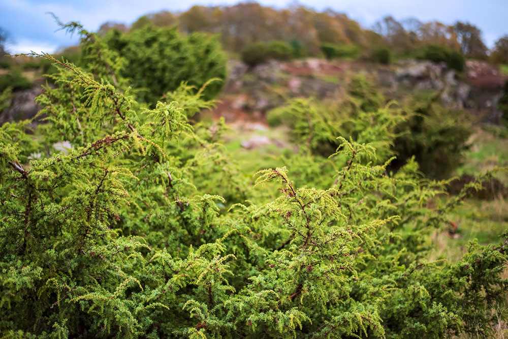 Ravnedalen på nordspidsen af Bornholm