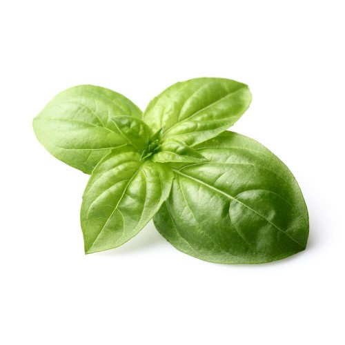 Basil