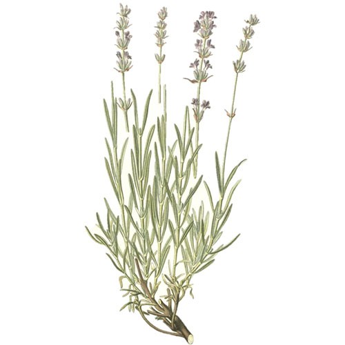 Lavendel