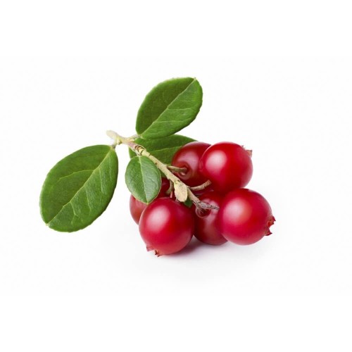 Lingonberry