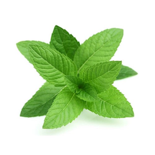 Mint leaves