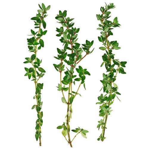 Thyme